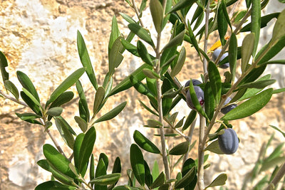 Understand How To Properly Infuse Olive Oil