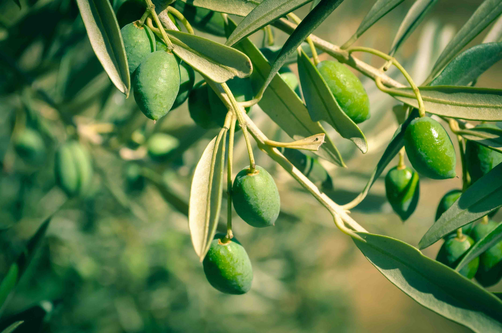 Olive Oil Prices to Rise As A Result of Drought in Mediterranean Region