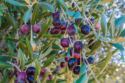 Extra Virgin Olive Oil Know To Help With Alzheimer's