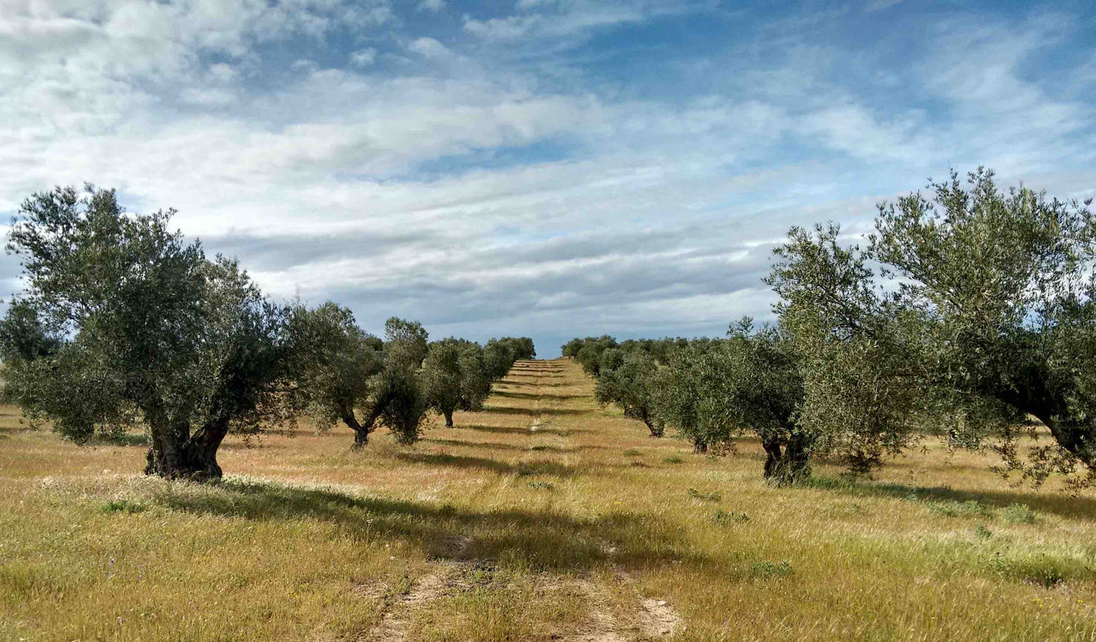 ‘Protectionist’ US Measures Concern Spanish Olive Farmers