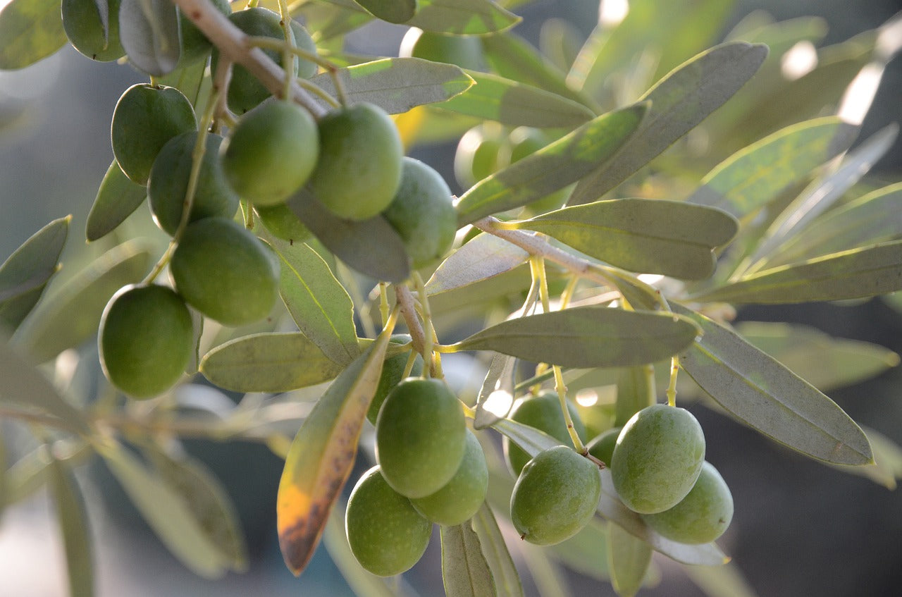 What Exactly Is Infused Olive Oil and How Does It Work?