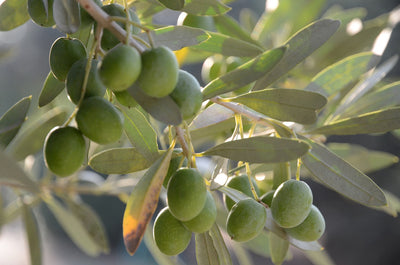 What Exactly Is Infused Olive Oil and How Does It Work?