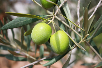 A Handful Of Ways To Use Extra Virgin Olive Oil