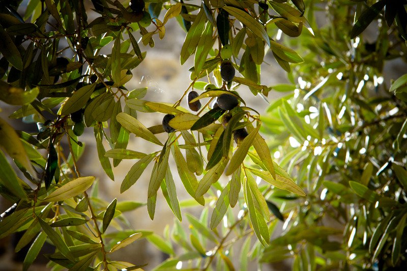 Snacks That Are Great With Olive Oil