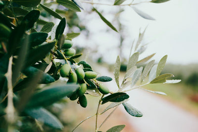 5 Great Olive Oil Benefits & Uses For Your Own Hair, Skin & Face