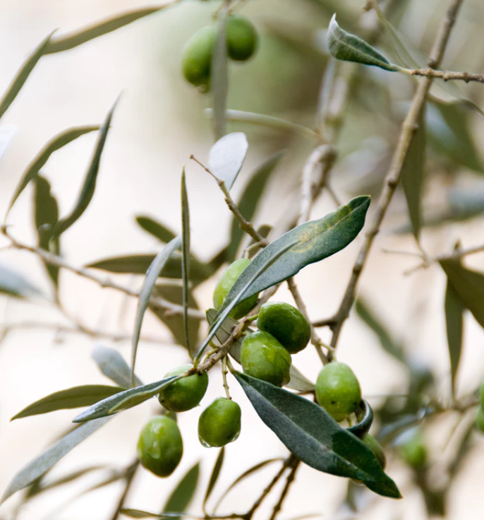 Incredible Reasons To Use Olive Oil