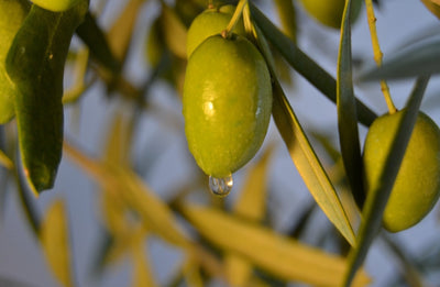 Learning About The Essential Nutritional Information Of Olive Oil