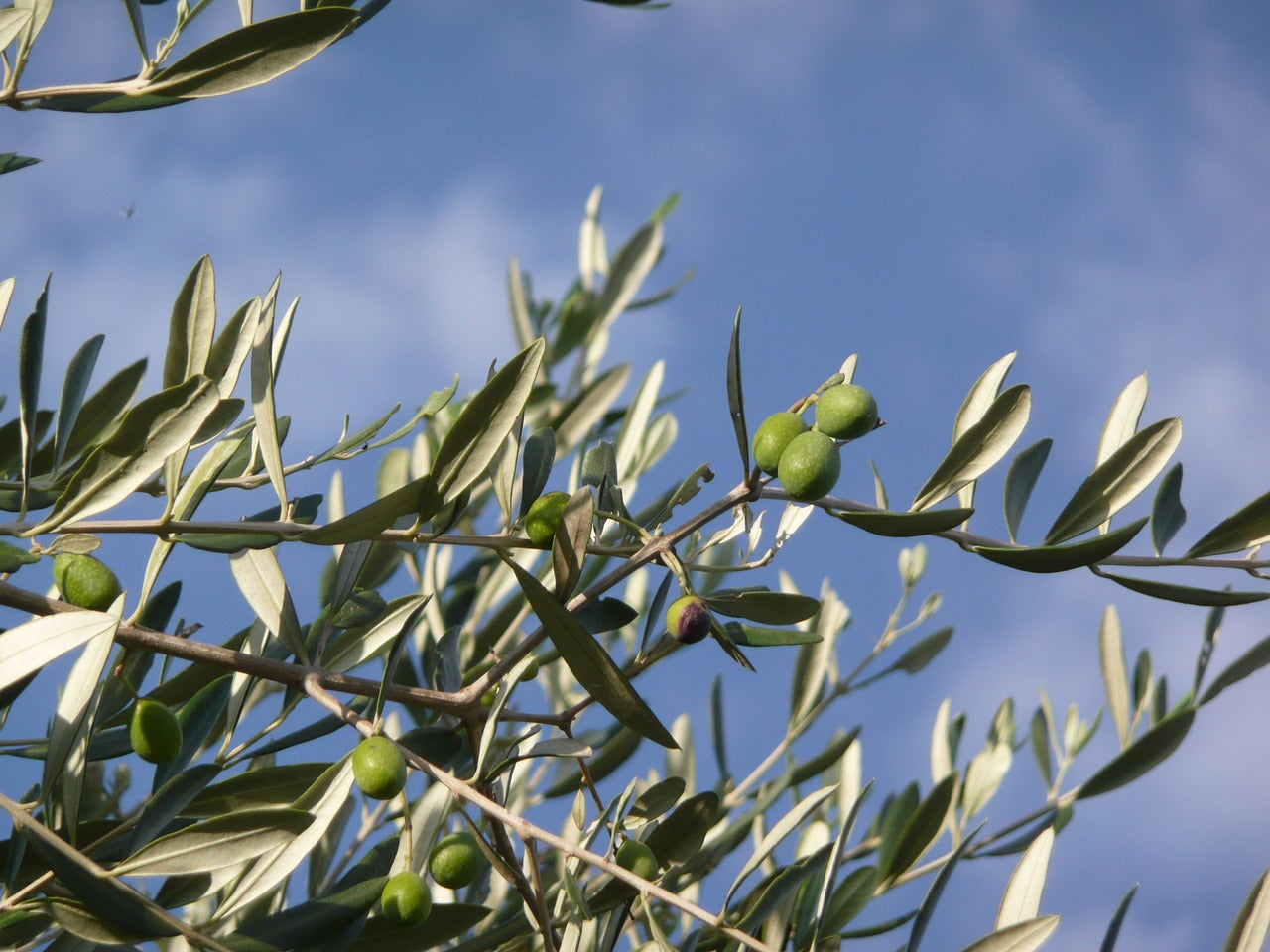 The Great And Amazing Benefits of Olive Oil