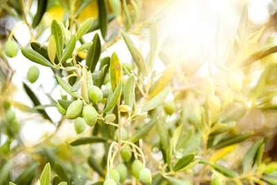 The Exceptional Benefits of Olive Oil