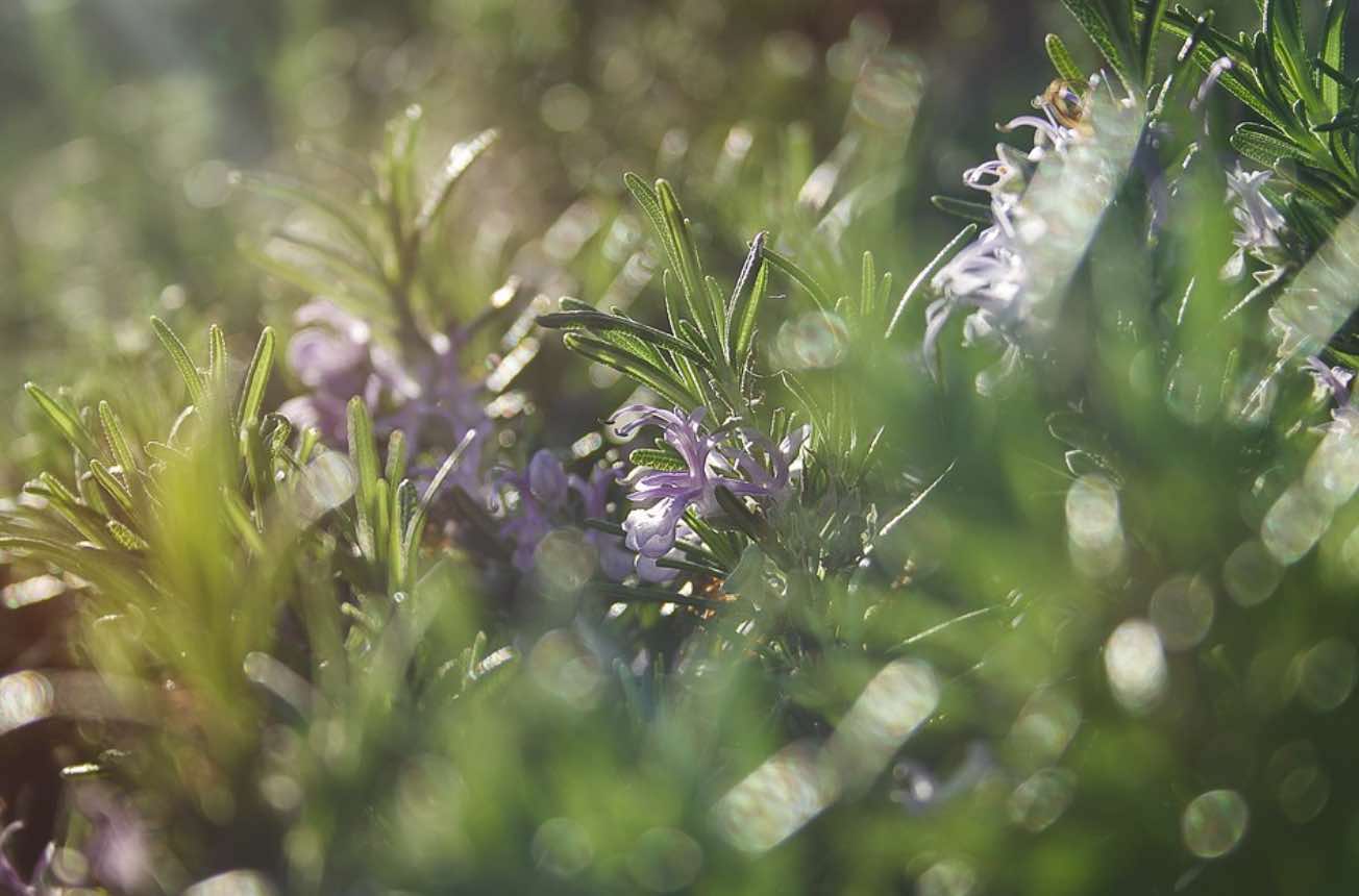 7 Creative Ways to Use Rosemary Infused Olive Oil