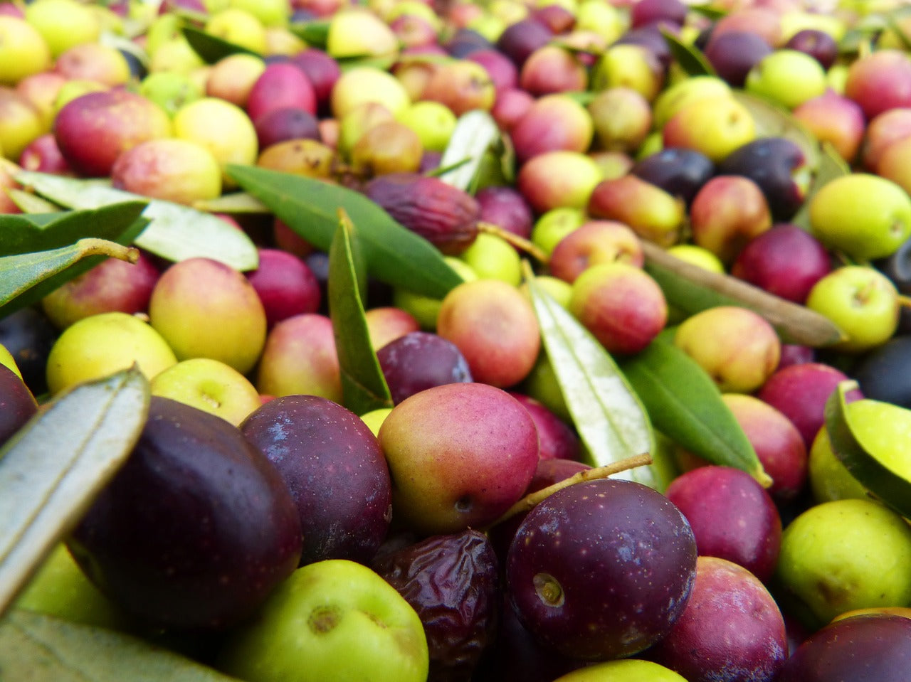 The True History Of Arbequina Extra Virgin Olive Oil