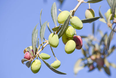 Tips On The Main Nutritional Information Of Olive Oil