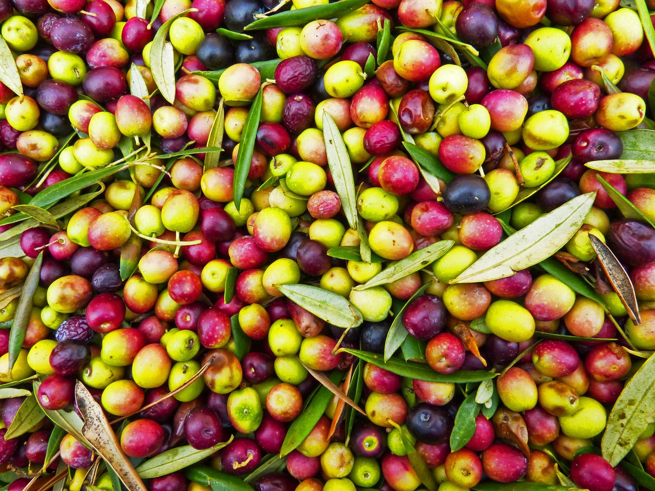 The History Of Arbequina Extra Virgin Olive Oil