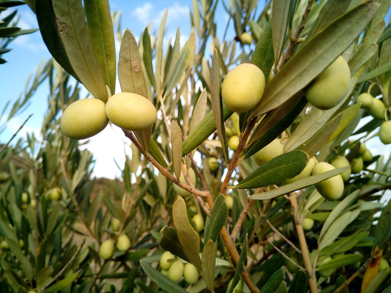 Olive Oil Is Great In Monounsaturated Fats