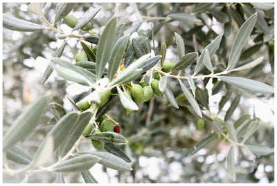 Tips On The Nutrition Of Olive Oil