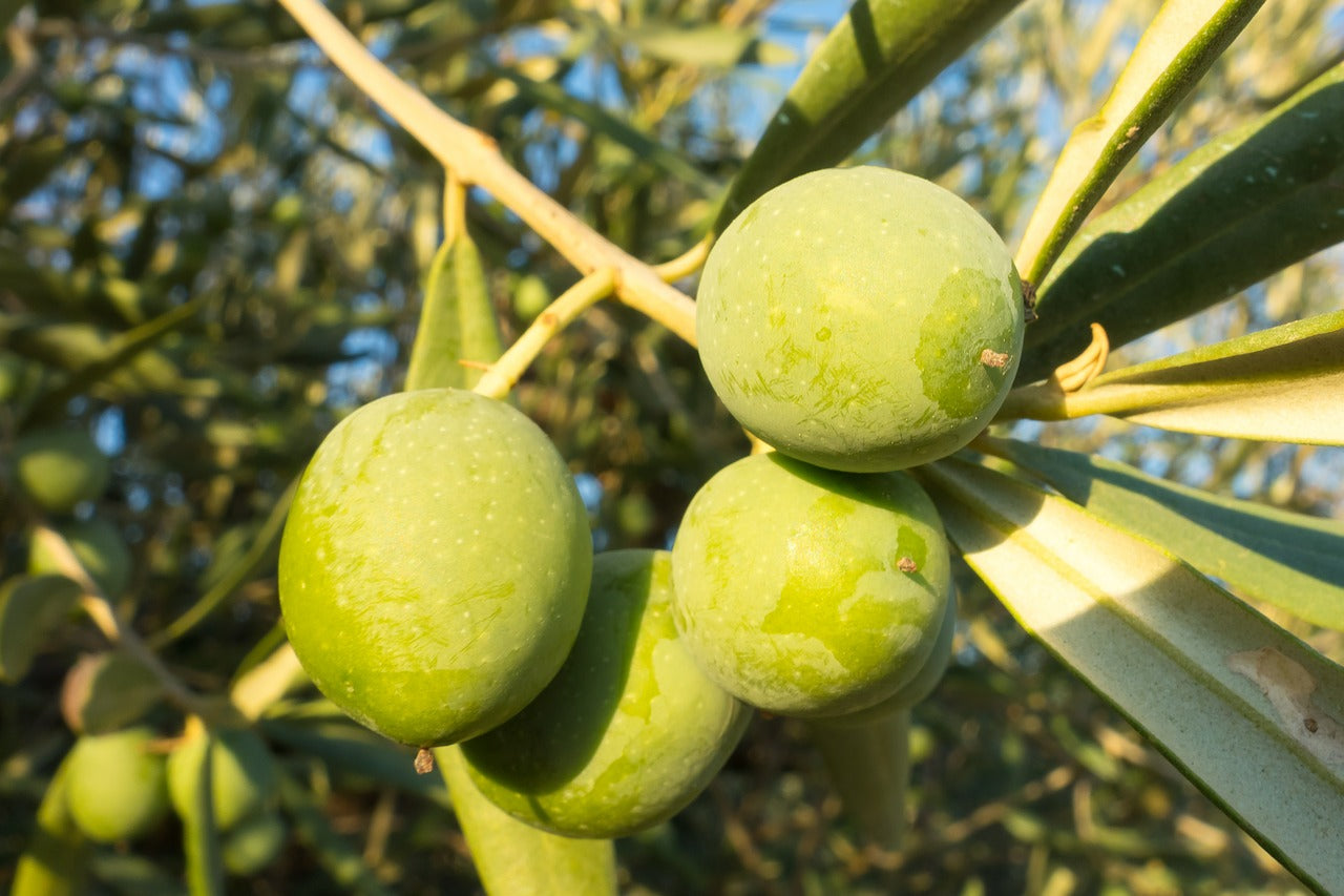 Learn How To Add Olive Oil To A Healthy Lifestyle