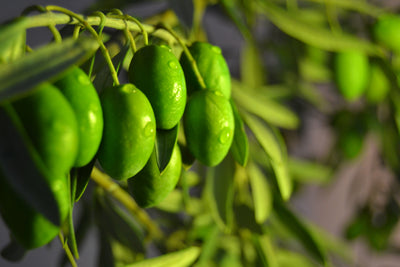 Olive Oil: The Powerful Medicine for Brain and Heart