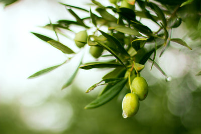 6 Great Reasons To Use Infused Olive Oil