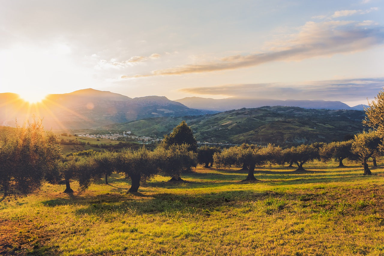 Here’s Everything You Need to Know About Drinking Olive Oil