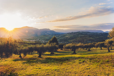 Here’s Everything You Need to Know About Drinking Olive Oil