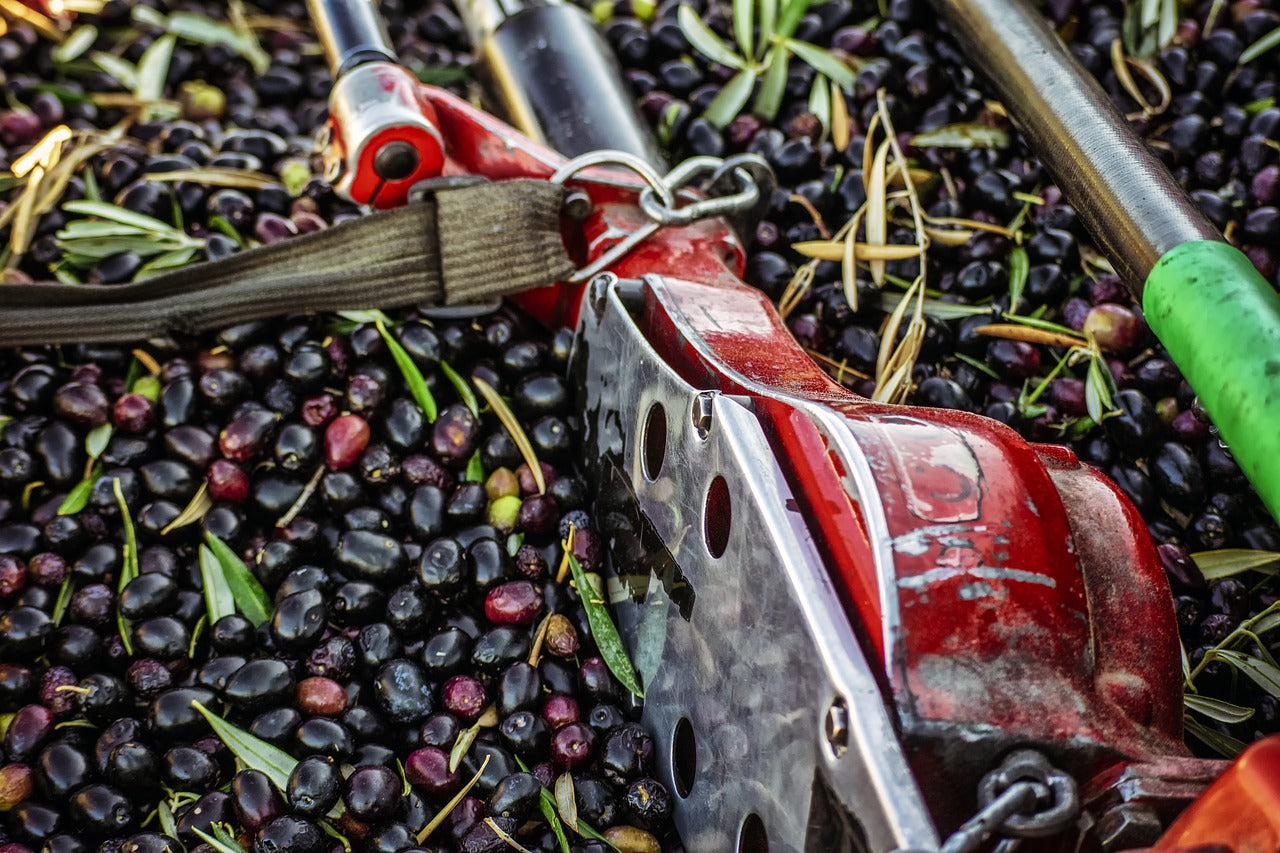 5 True Benefits of Extra Virgin Olive Oil