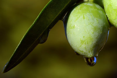 6 Essential Benefits Of Drinking Olive Oil