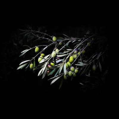 Is It Really Safe to Cook with Olive Oil?