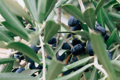 Amazing Health Benefits Of Using Olive Oil In Your Recipes
