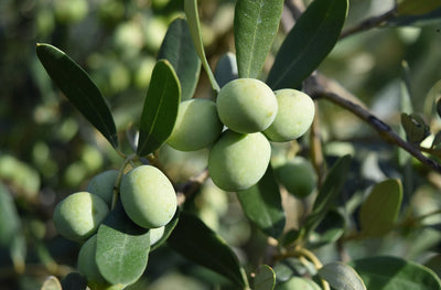 The Main Reason You Should Be Drinking Olive Oil