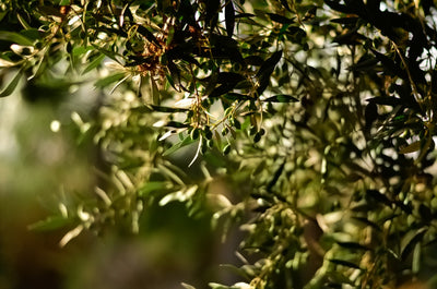 Using Olive Oil For Special Events