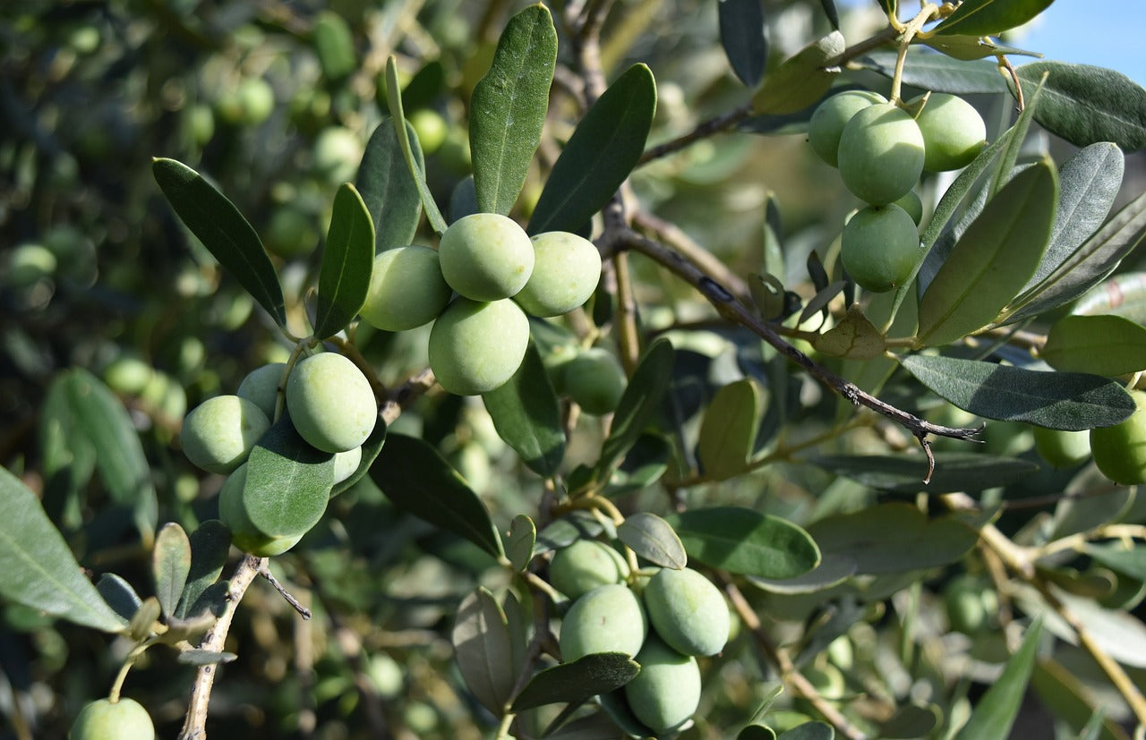 Understanding Extra Virgin Olive Oil