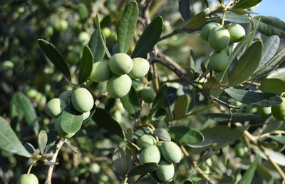 Understanding Extra Virgin Olive Oil