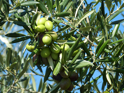 15 Great Unconventional Ways to Use Olive Oil