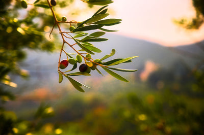 Top Olive Oil Benefits for the Skin