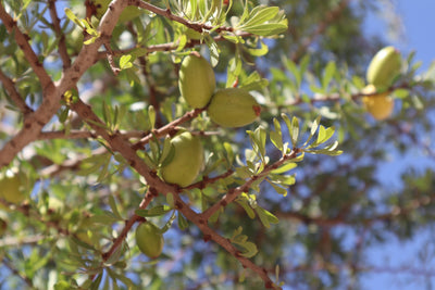 Understanding the Process of Olive Oil