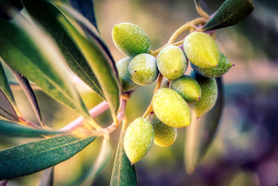 Pivotal Health Benefits of Olive Oil You Need To Know About