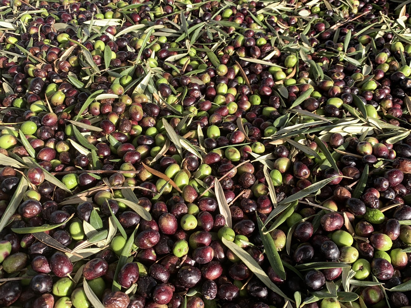 Learn How Olive Oil Benefits Your Brain