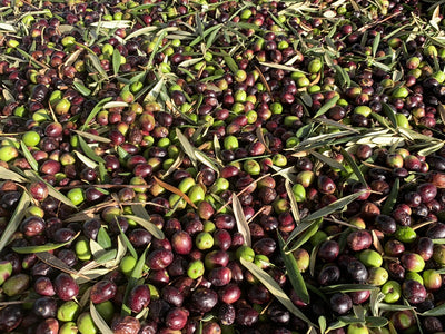 Learn How Olive Oil Benefits Your Brain