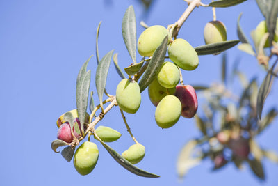 Understanding High Phenolic Olive Oil