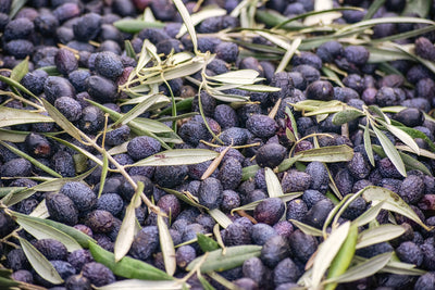What is in Olive Oil? A Bit of an Insight...