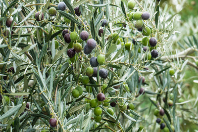 Is Olive Oil the Ideal Fruit Juice?
