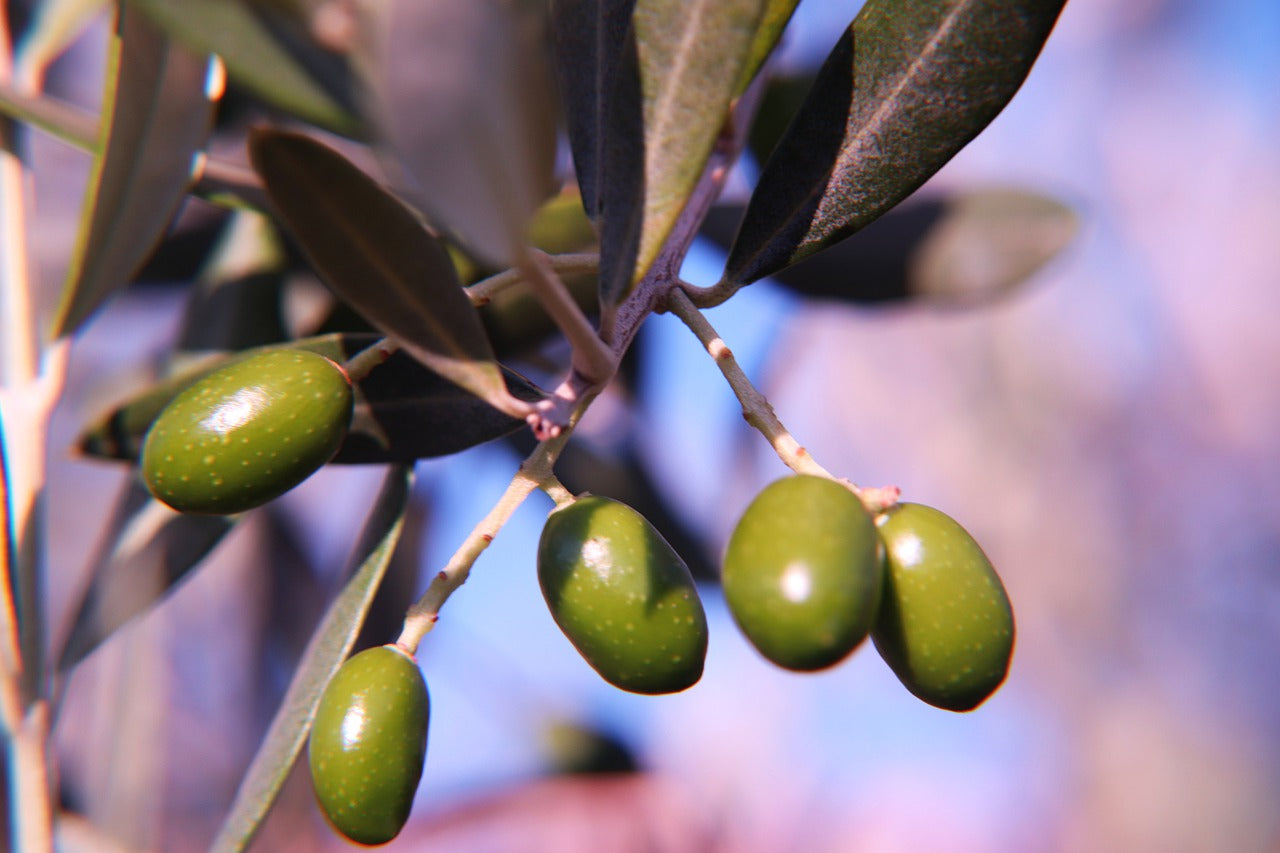 Benefits of Olive Oil For Your Health