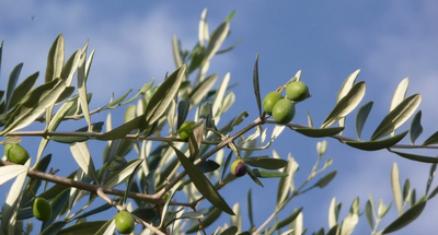 Essential Benefits Of Consuming Olive Oil Daily