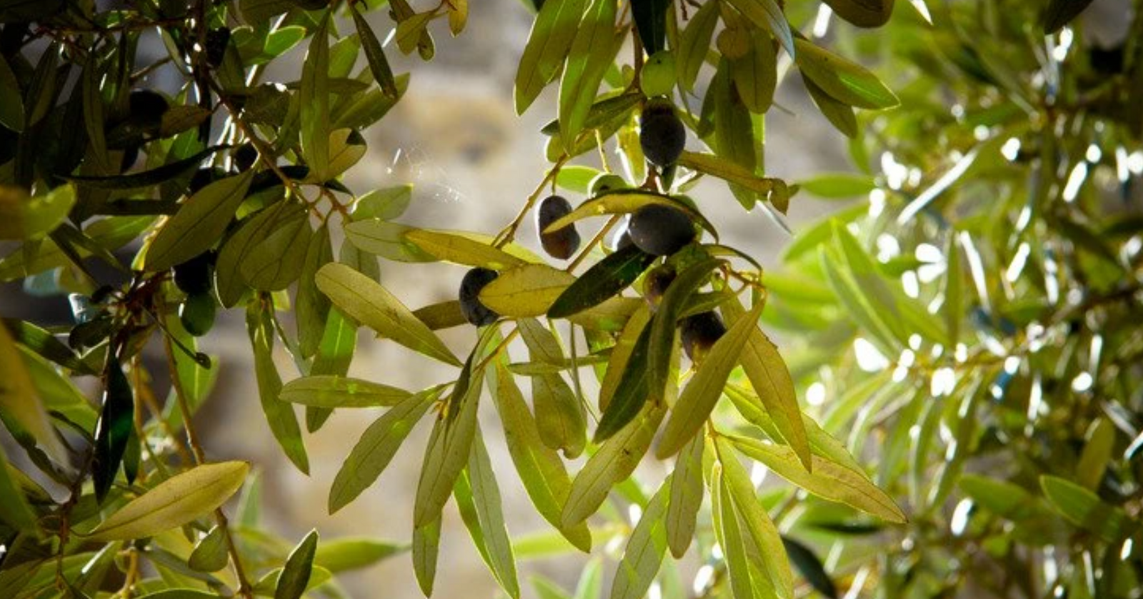 Learn About The History Of Olive Oil