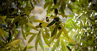Learn About The History Of Olive Oil