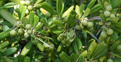 A Much Better Glance At Extra Virgin Olive Oil's Course of Action