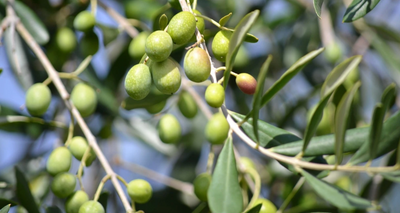 Outstanding Reasons Why You Should Use Olive Oil