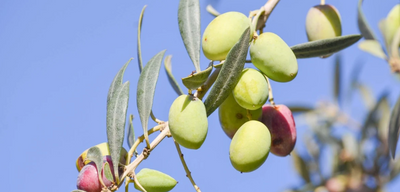 Crucial Benefits Of Cooking With Olive Oil & Its Quality Attributes