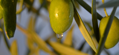 Crucial Olive Oil Benefits & Uses For Your Hair, Skin & Face