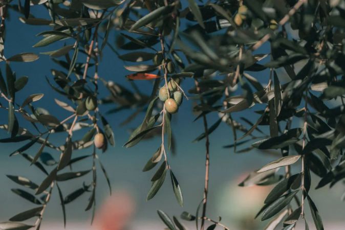 Olive Oil's Health Benefits: Helps With Heart Health. Weight Loss and Much More
